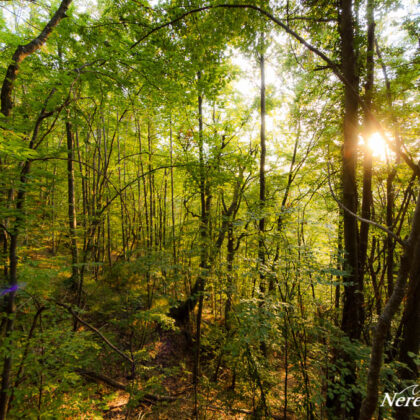 Forest around Skakavac waterfall