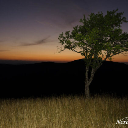 A lonely tree